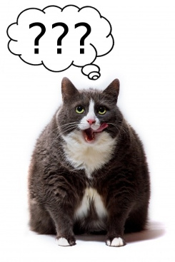 очень толстый кот думает о причинах своей полноты